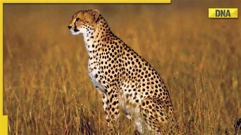 Project Cheetah First Look Of Cheetahs Coming To India After 70 Years