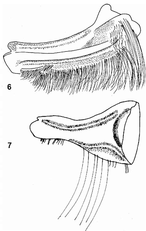 Drawing Of The Left Mandible Of 6 B Bombus Terrestris Male And 7