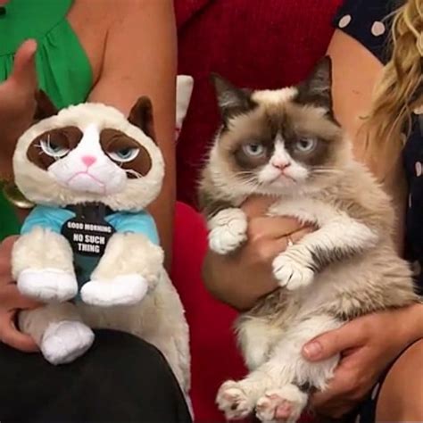 You Wont Believe How Much Grumpy Cat Has Earned Her Owner