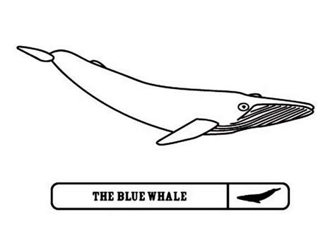 blue whale picture coloring page netart