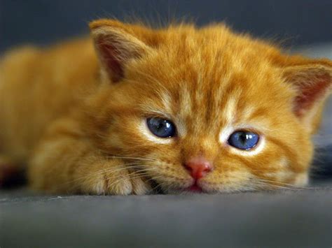 Cute Ginger Kitten Beautiful Blue Eyes Kittens Cutest