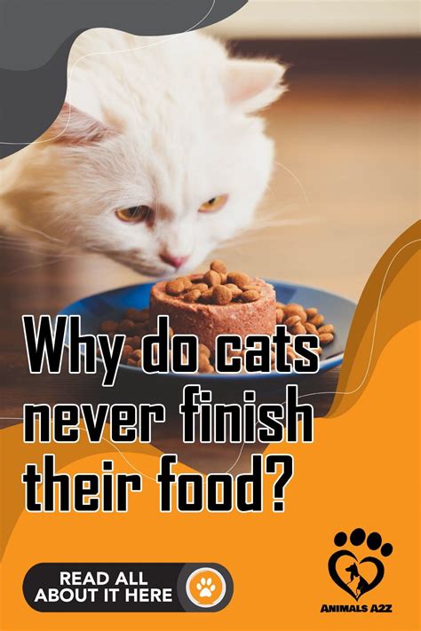 What Happens If Kittens Eat Cat Food