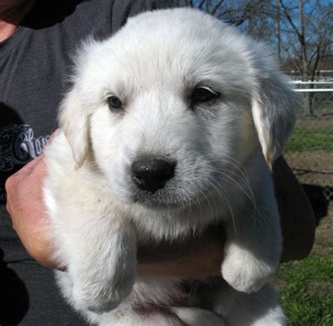 Great pyrenees lab mix puppies. Trout - Labrador Retriever | Humane Society of Dallas County