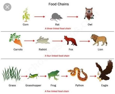 Define Food Chain Design A Terrestrial Food Chain Of Four Trophic