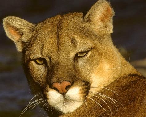 that cougar look photograph by larry allan fine art america
