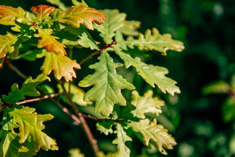 Best White Oak Leaf Stock Photos Pictures And Royalty Free Images Istock