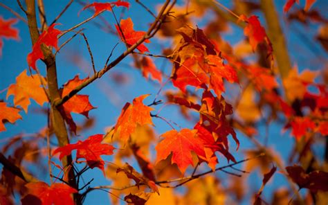Download Wallpaper 3840x2400 Autumn Leaves Maple Branches Blur 4k