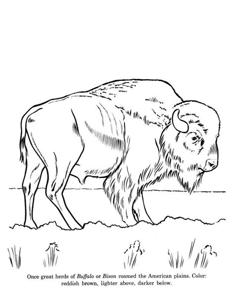 Wildlife Coloring Page Printable Print This Page Go To Coloring Home