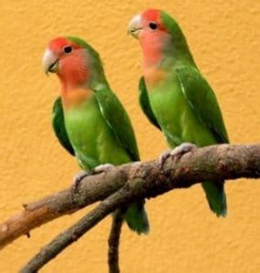 Lovebird Penjelasan Klasifikasi Dan Jenisnya Soal Petani