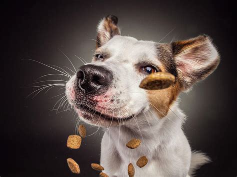 Dogs Trying To Catch Treats Mid Air Make For Hilarious Photos