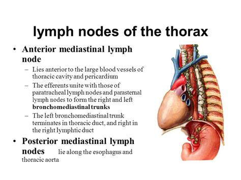 Mediastinal Lymph Node Anatomy