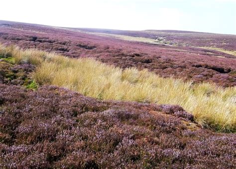 Heather Moorland At The Head Of Laund © Jonathan Clitheroe Cc By Sa