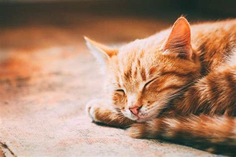 This is a light, shallow form. What Do Your Cat's Sleeping Positions Mean? - Vet Guru