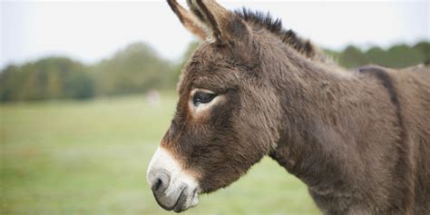 Island Farm Donkey Sanctuary Wallingford Radio