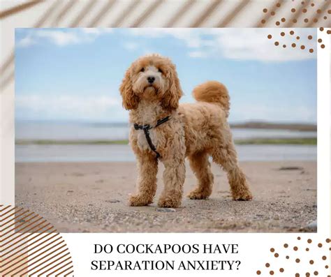 Do Cockapoos Have Separation Anxiety Is Your Pooch Affected