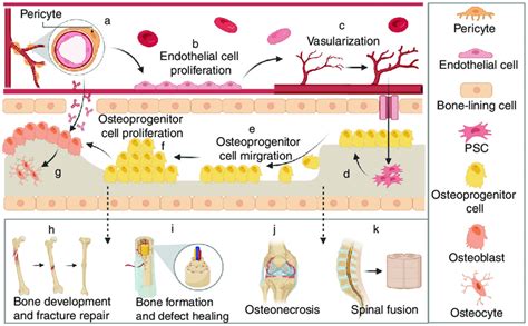 Schematic Diagram Proposing The Role Of Pericytes In Angiogenesis And