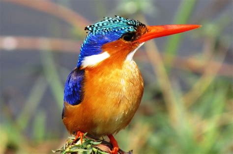Rainforest Birds Kingfisher African Safari