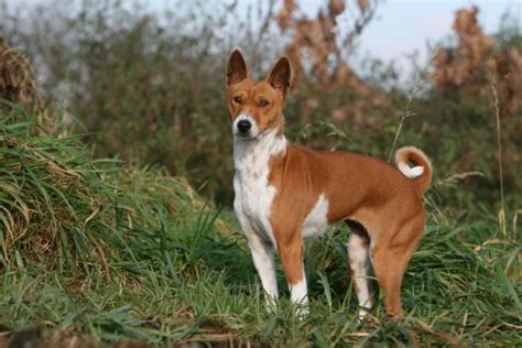 The 10 Most Ancient Dog Breeds Ancient Dogs Ancient Dog Breeds Dog