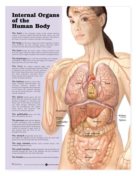 It is an anatomical and functional unit, that is, a series of tissues that perform various functions together. Internal Organs Of The Human Body Female Human Anatomy ...