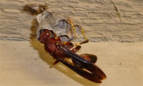 Polistes Carolina Paper Wasp Red Wasp