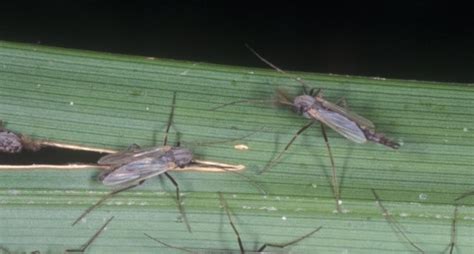 Blind Mosquitoes A Swarm Of Problems For Residents Near Floridas