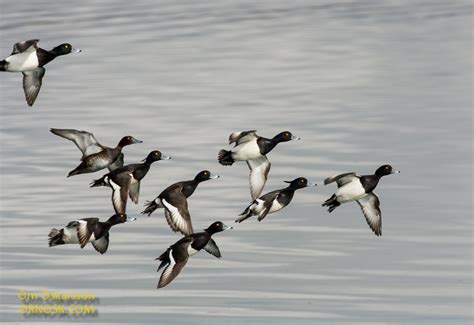 Small Diving Duck Ornosk Birds Landscape Weather