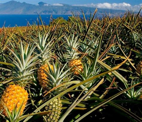 Pineapple Fields Hawaii Traveling Adventures Pinterest Hawaii