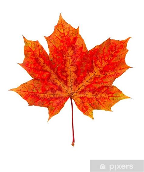 Fototapeta Jesienny liść klonu na białym tle - PIXERS.PL