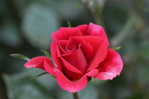 Rose Boccioli Di Fiori Rosso · Foto Gratis Su Pixabay