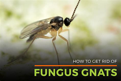 Fungus Gnat Lifespan Gnat Killer Life Cycle Of Fungal Gnats