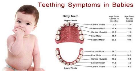 Pin By Parrish Lurks On Baby Schedules Teething Toddler Baby Teeth