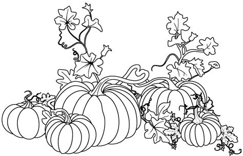 Pumpkin Plant Drawing At Getdrawings Free Download