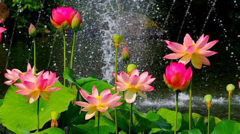 Pink Water Lilly With Green Leaves In Waterfall Background Hd Spring