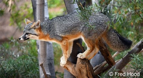 Gray Fox In Tree Zoochat
