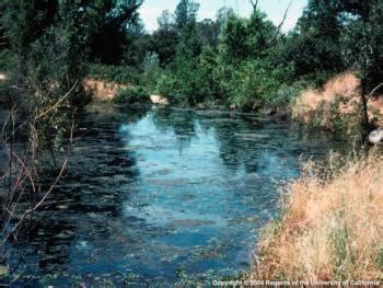 On santa rosa island, the skunk favors canyons, riparian areas and open woodlands. Glossary of Nutrient Management Terms - Solution Center ...