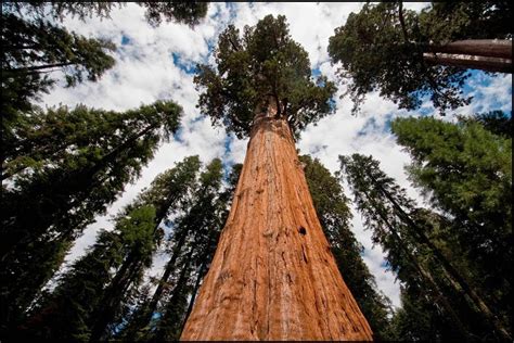 Giant Sequoia National Monument The Forest With The Largest Tree In