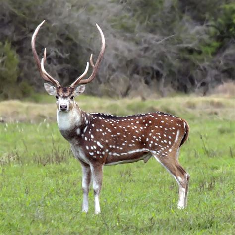 Axis Deer MundoAnimal mx Compra Venta de Venados y Animales Exóticos en México