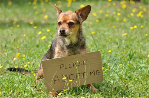 We also offer support for pet bereavement, and host online pet memorials. Benefits of adopting a dog rather than buying a puppy ...