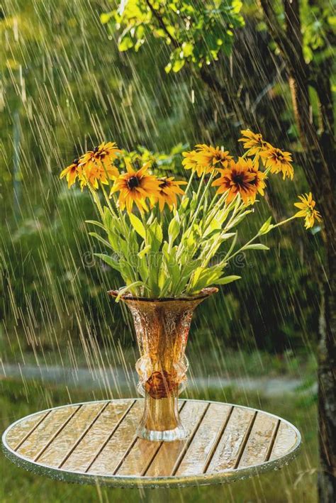 Summer Rain And Flowers Of Echinacea Stock Photo Image Of Summer