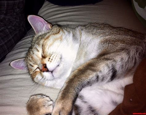 Nighty Night Cute Cats Hq Pictures Of Cute Cats And Kittens Free