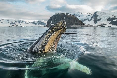Humpback Whale Spyhoping Antarctic Peninsula Antarctica Photograph By