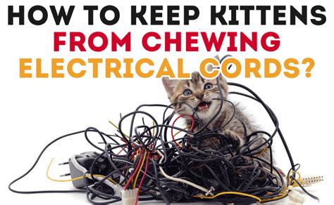 How To Keep Kittens From Chewing Electrical Cords Catwiki