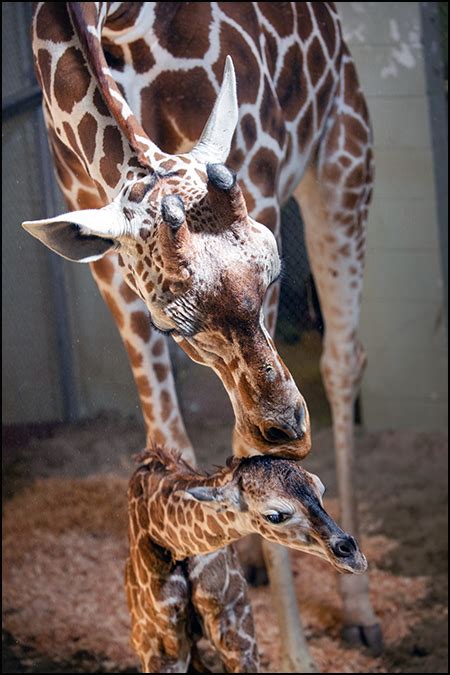 Cheyenne Mountain Zoo Welcomes Baby Girl Giraffe Calf Cmzoo