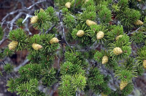 Plants And Animals Taiga Biome