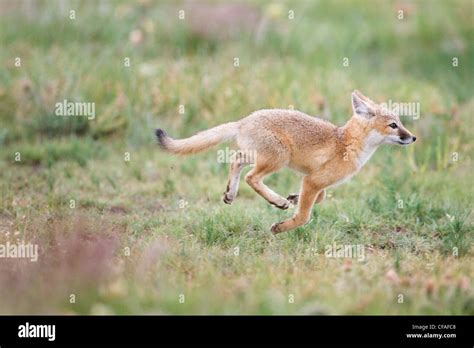 Swift Fox Vulpes Velox Kit Running Near Pawnee National Grassland