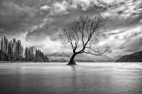Black And White Photograph Of A Lone Tree In The Middle Of A Lake With
