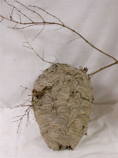 Medium Paper Wasp Hornets Nest Beehive Bee Hive Taxidermy Western New