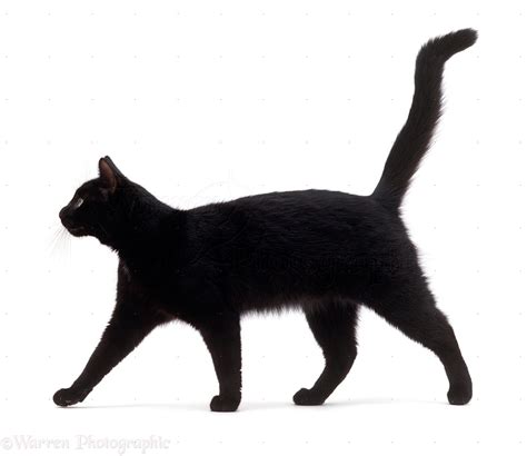 Black Cat Walking Photo Wp16787