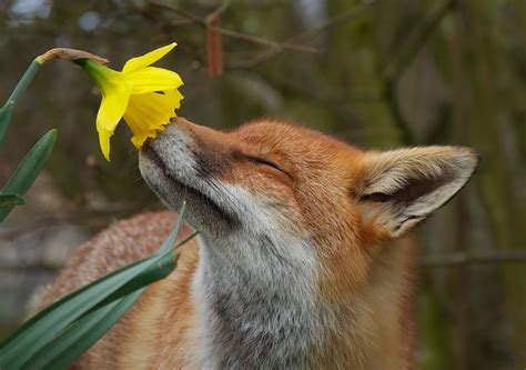 Animals Sniffing Flowers Is The Cutest Thing Ever 20 Pics Bored Panda