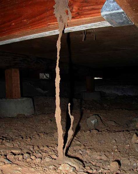 Termite Tubes Pictures Of Termite Mud Tubes